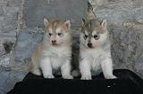 SIBERIAN HUSKY 1051